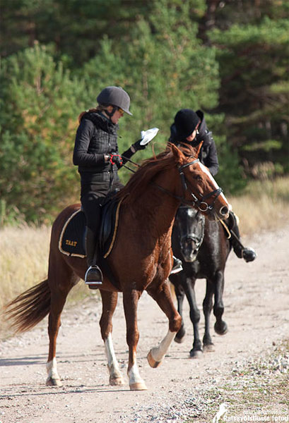 eesti hobusega orienteerumas