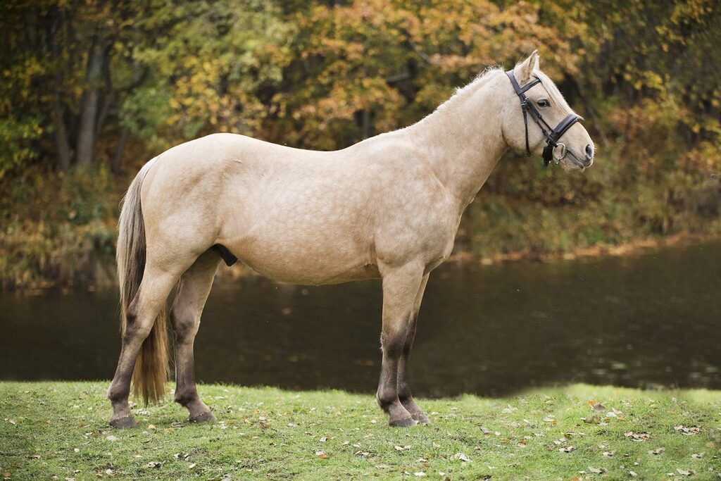 EHKAS –  Eesti hobuse eest
