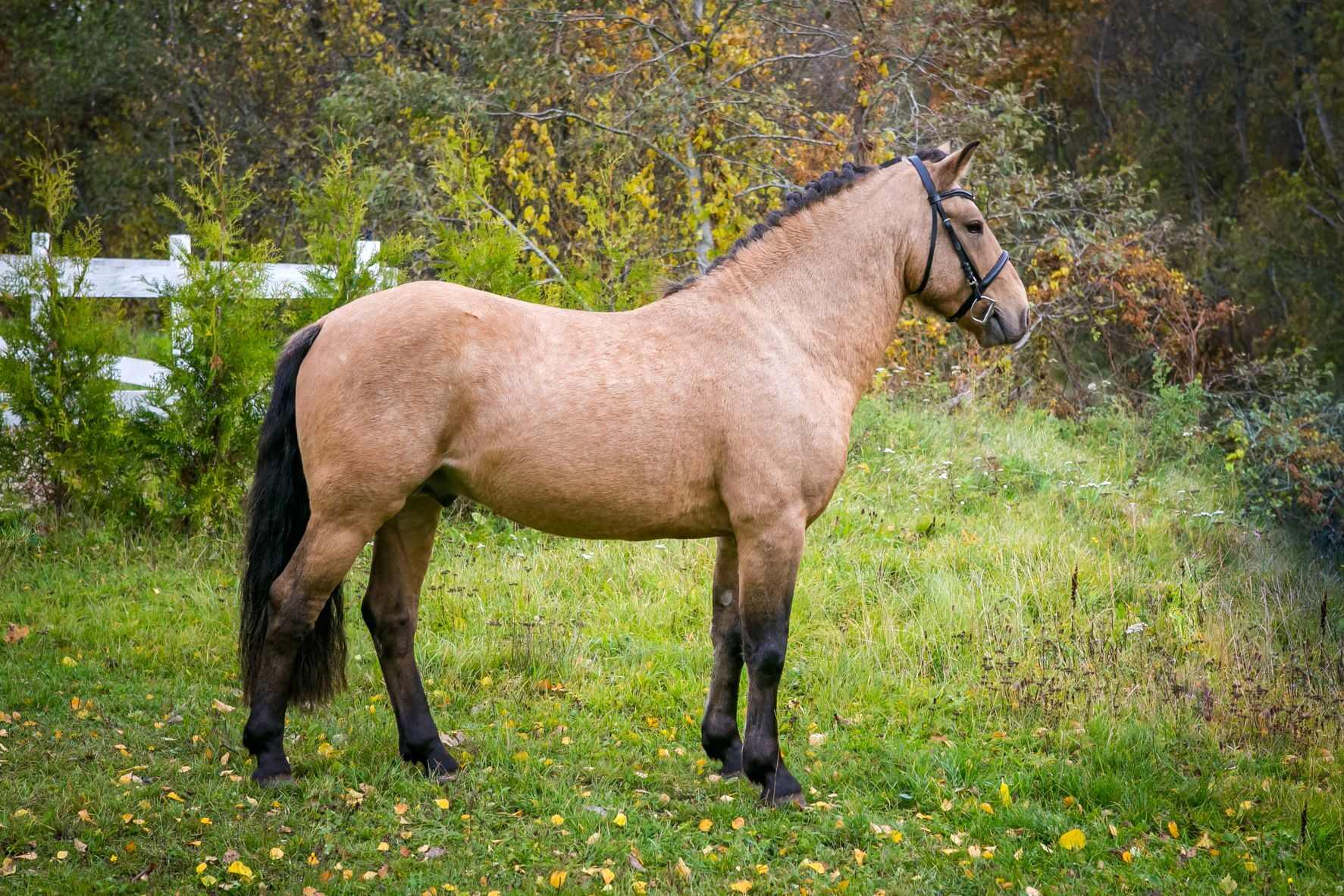 EHKAS –  Eesti hobuse eest
