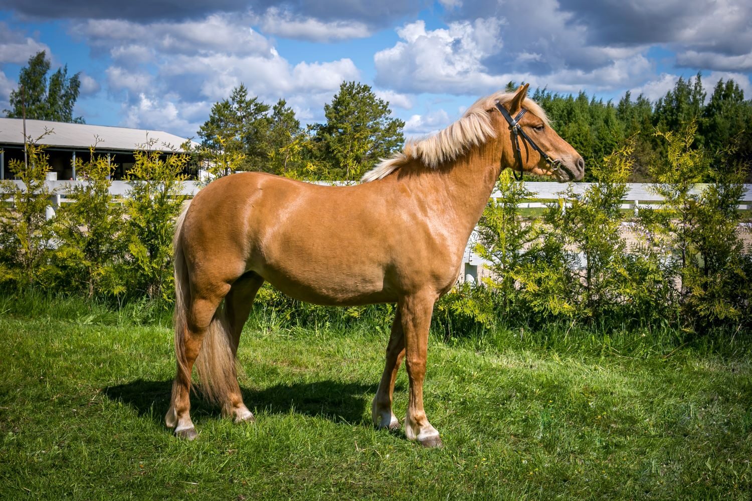 EHKAS –  Eesti hobuse eest