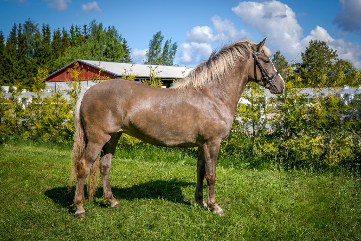 EHKAS –  Eesti hobuse eest 