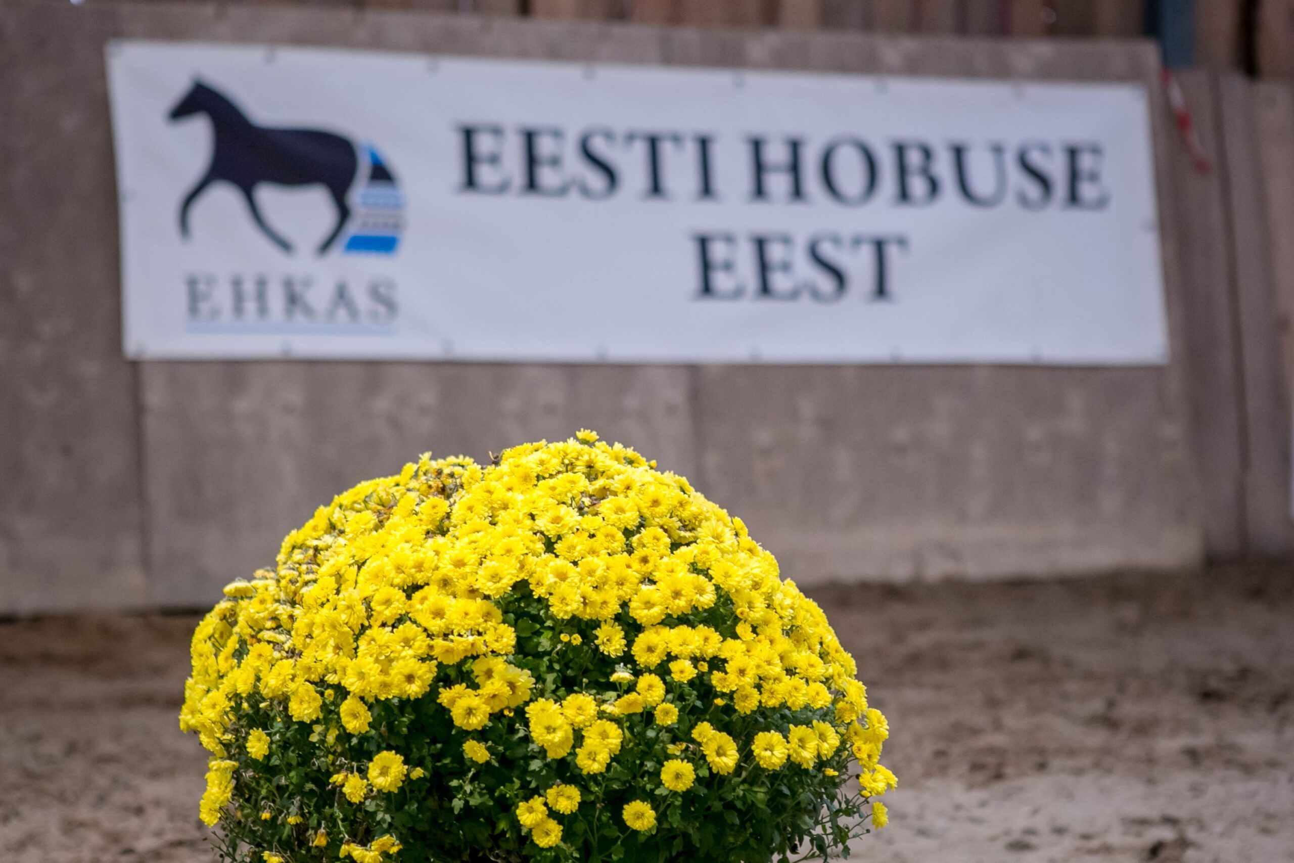 EHKAS –  Eesti hobuse eest 