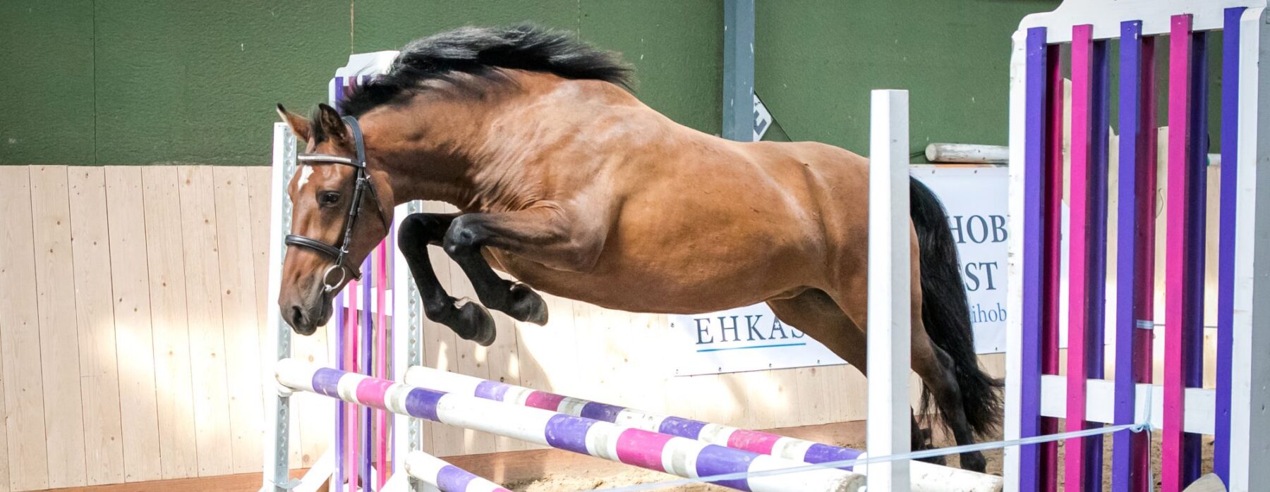 EHKAS –  Eesti hobuse eest 