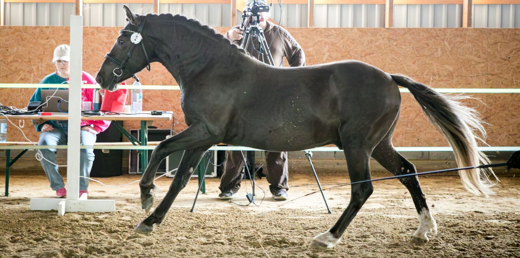 EHKAS –  Eesti hobuse eest 