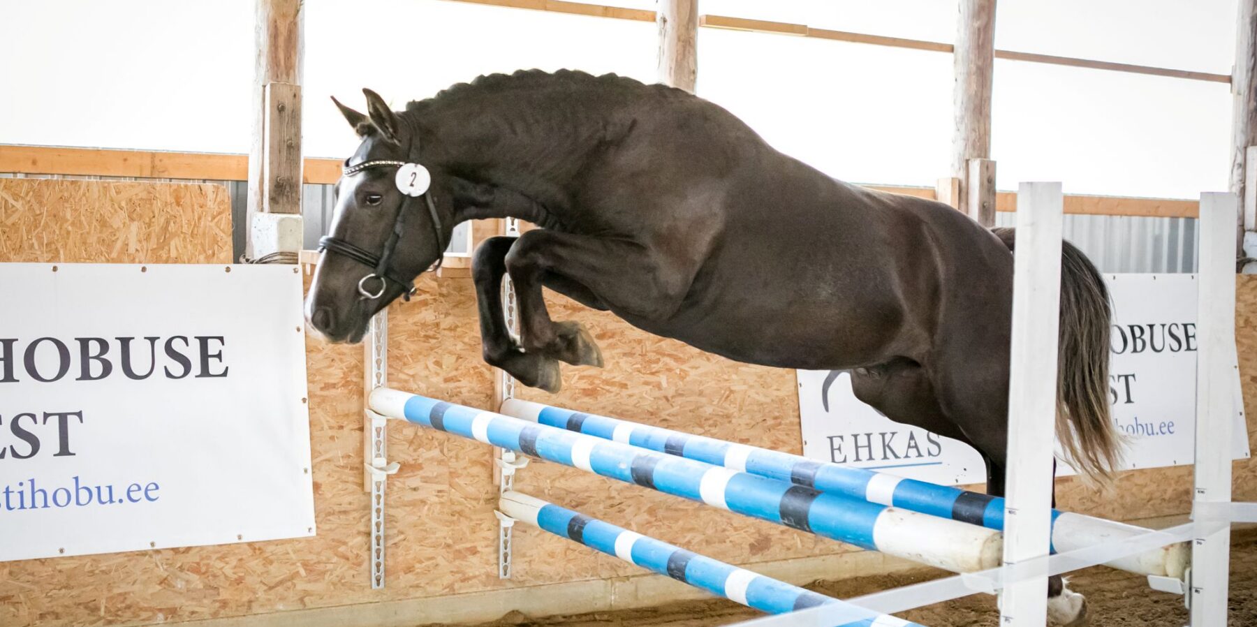 EHKAS –  Eesti hobuse eest 