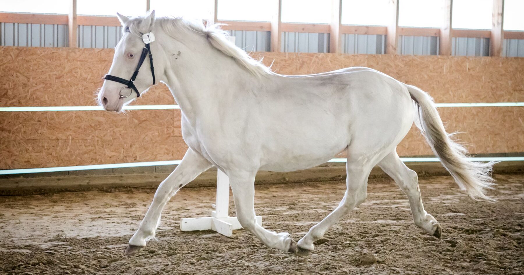 EHKAS –  Eesti hobuse eest 