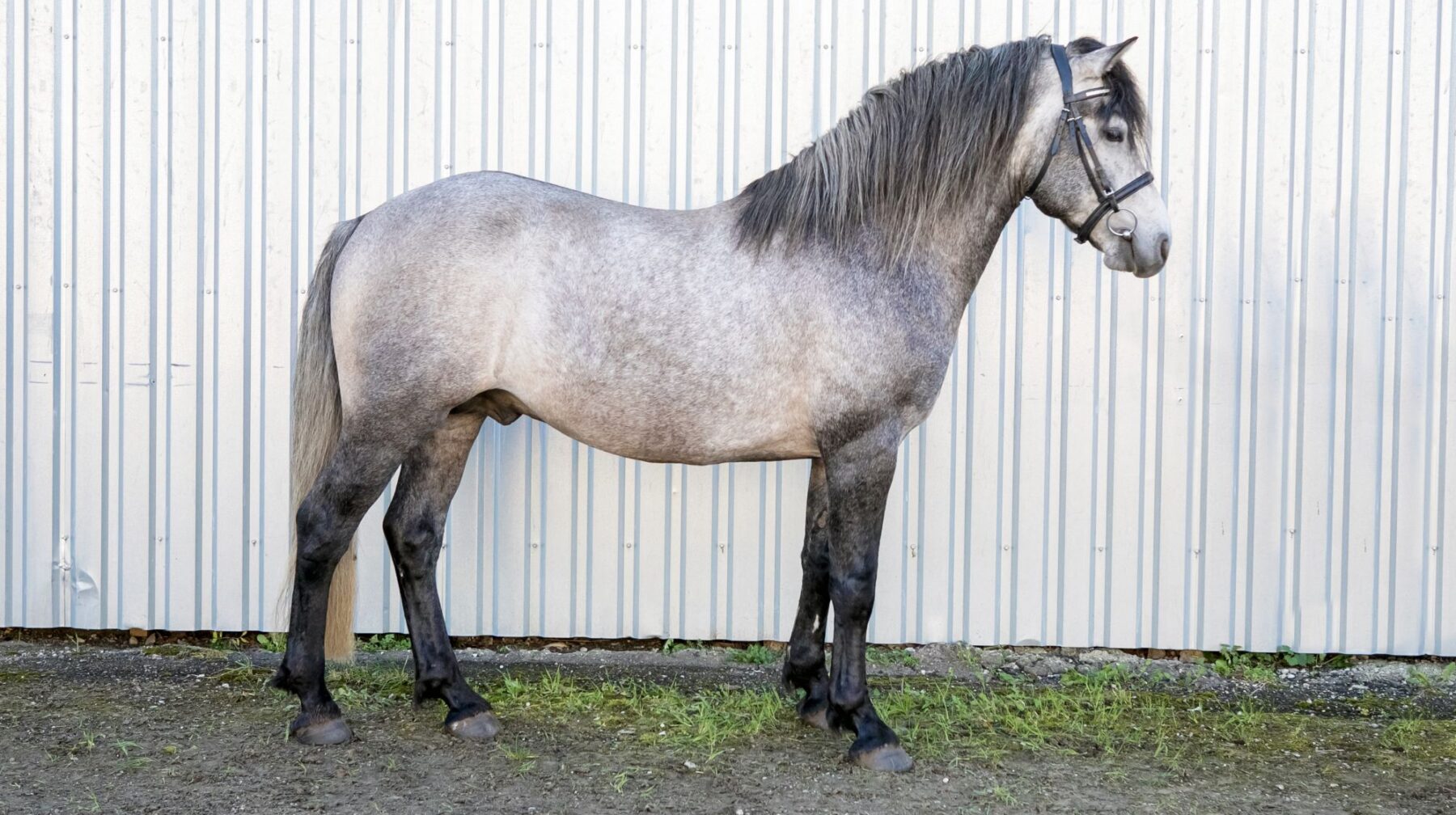 EHKAS –  Eesti hobuse eest 