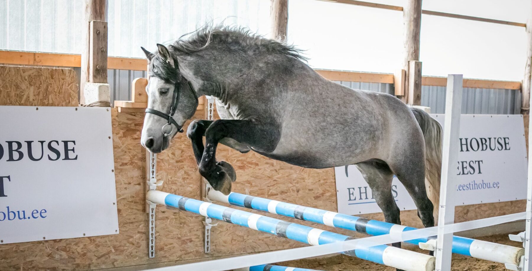 EHKAS –  Eesti hobuse eest 