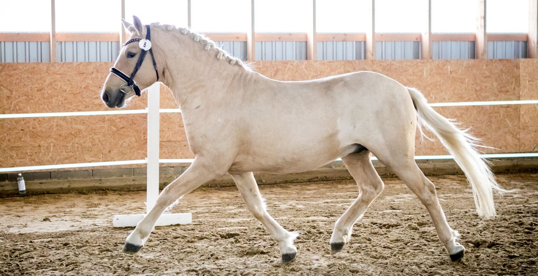 EHKAS –  Eesti hobuse eest 