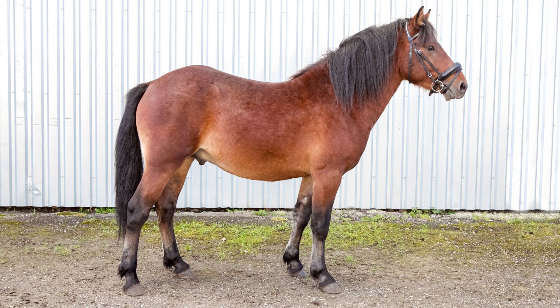 EHKAS –  Eesti hobuse eest 