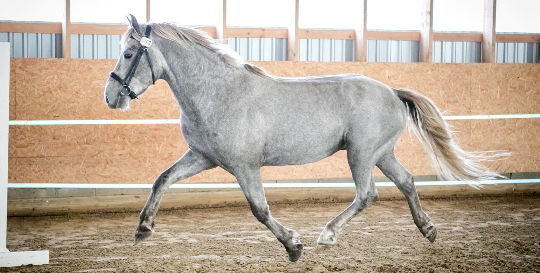 EHKAS –  Eesti hobuse eest 