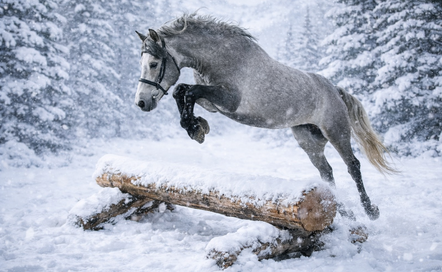 EHKAS –  EESTI HOBUSE EEST