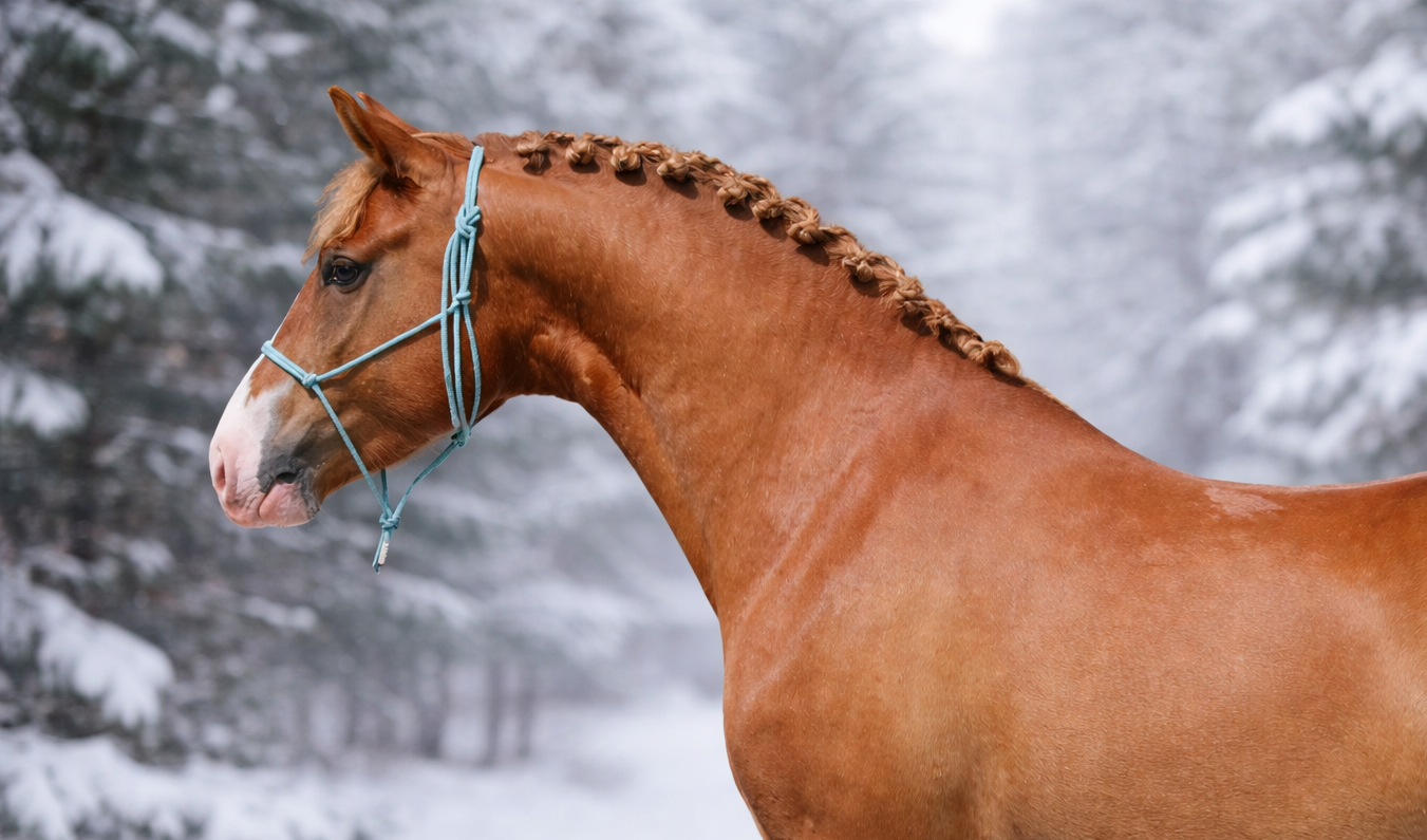 EHKAS –  EESTI HOBUSE EEST