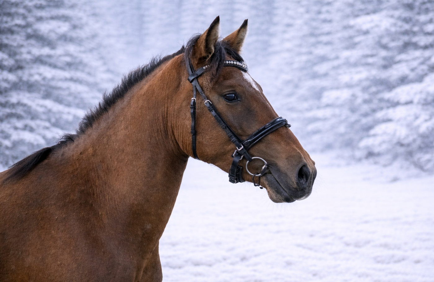 EHKAS –  EESTI HOBUSE EEST